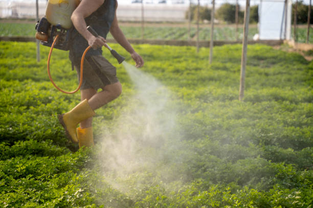 Best Pest Control Near Me  in Falfurrias, TX
